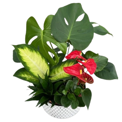 XL Monstera Honeycomb Tin