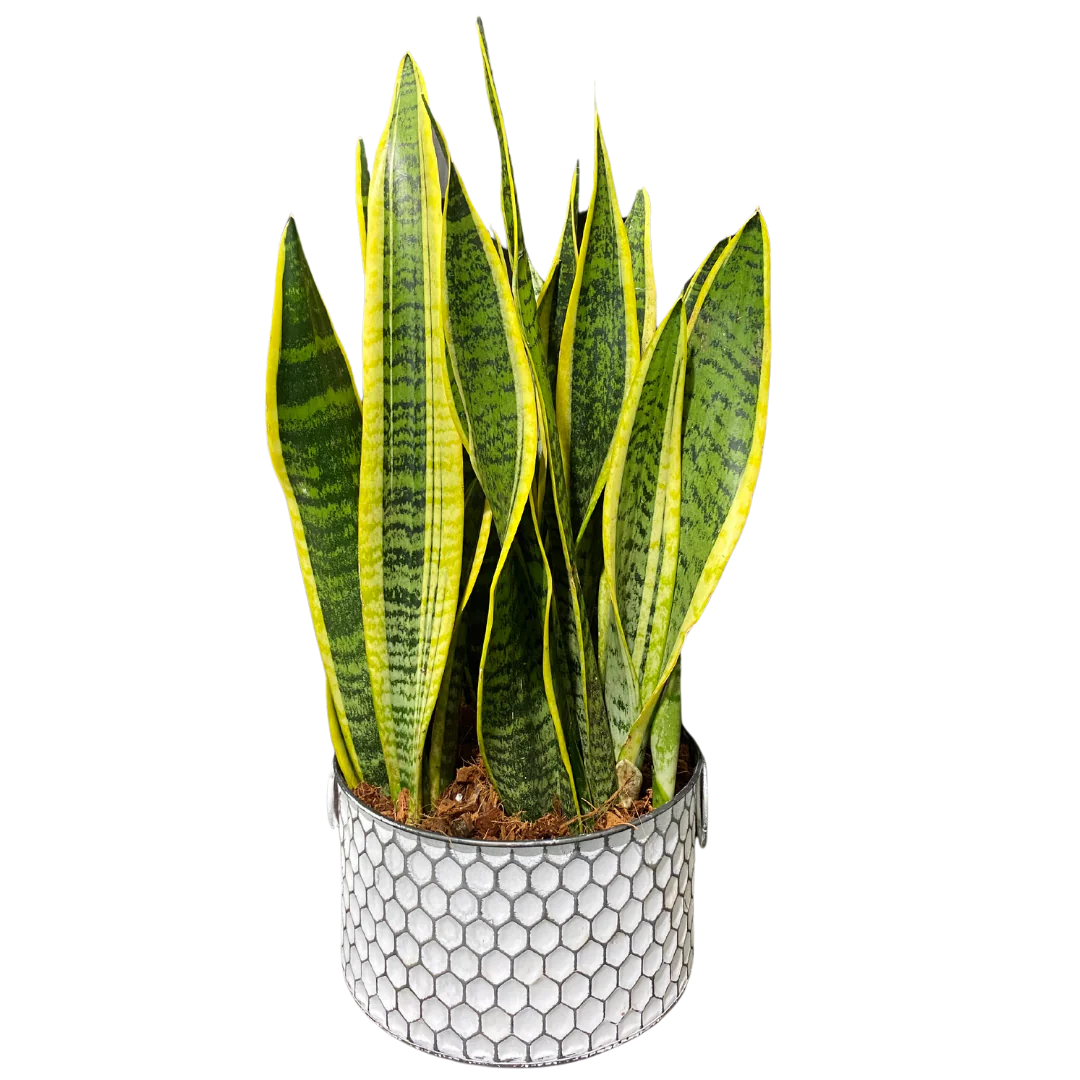 Large Sansevieria Honeycomb Tin