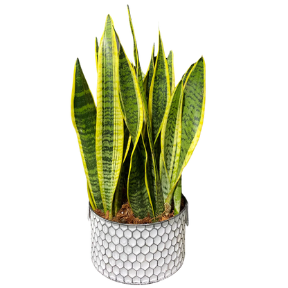 Large Sansevieria Honeycomb Tin