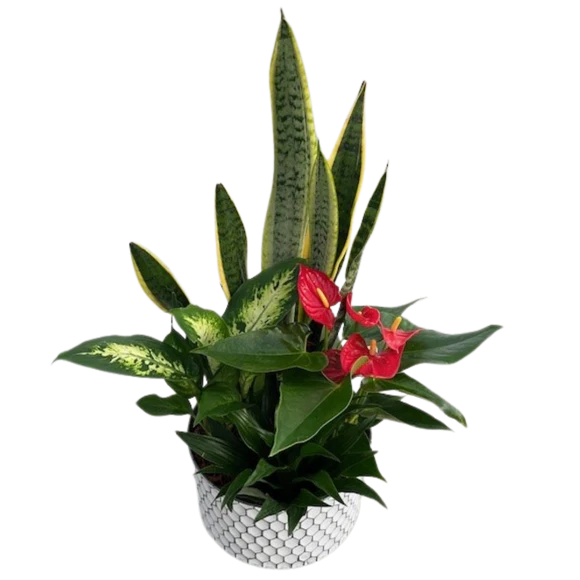 Fall Large Sansevieria Honeycomb Tin