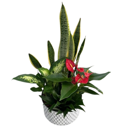 Fall Large Sansevieria Honeycomb Tin