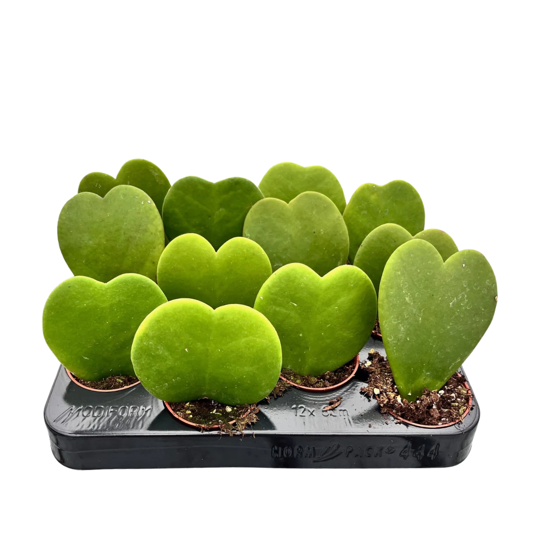2.5&quot; Hoya Karla Succulent Heart