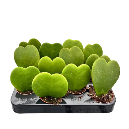 2.5&quot; Hoya Karla Succulent Heart