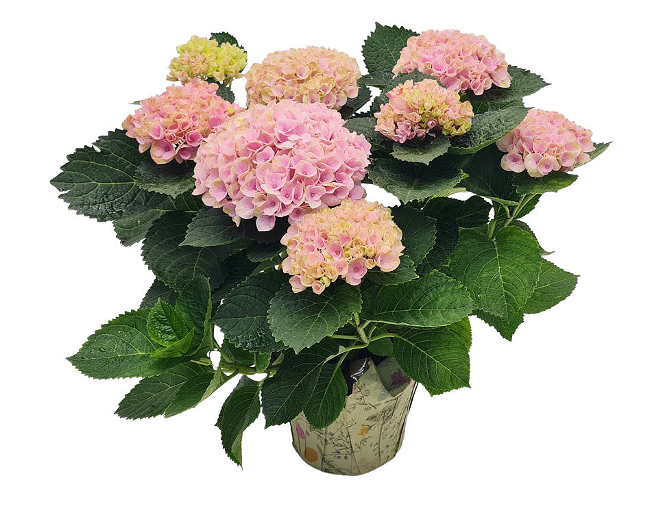 6.5-inch Hydrangea Multi-Bloom