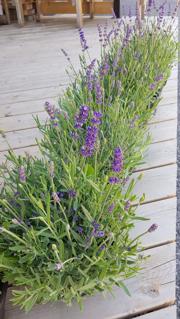 8&quot; Lavender Pot