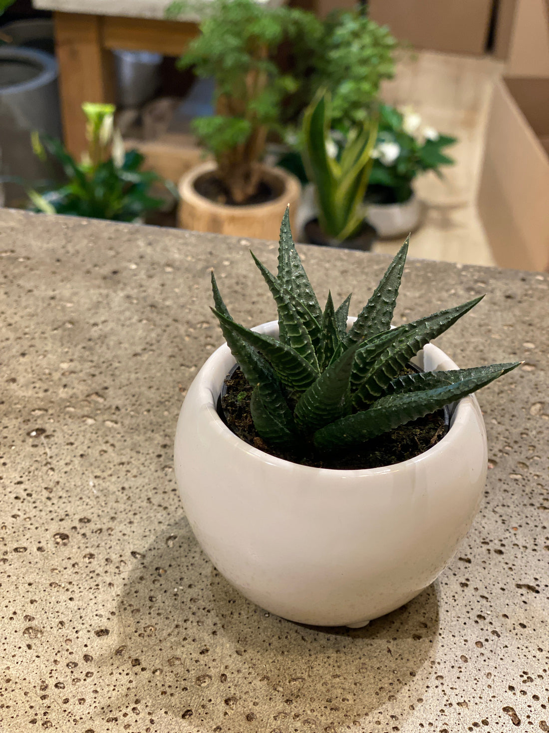 2.5&quot; White Ceramic pot