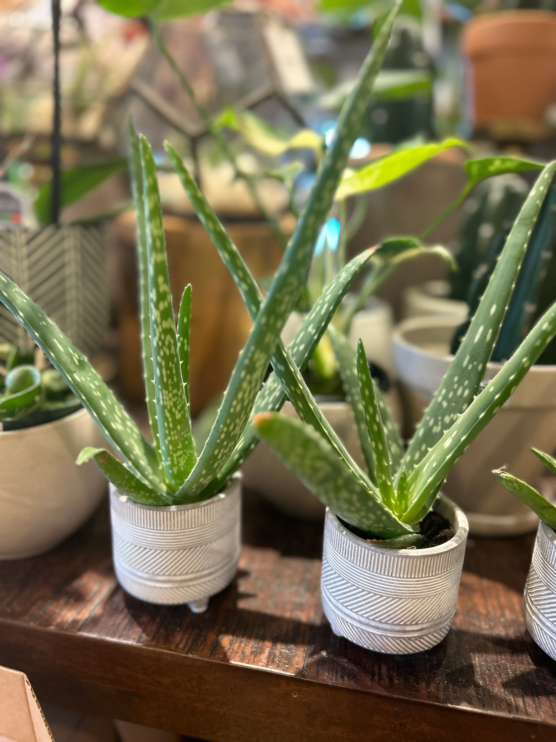 Aloe in Pedastal