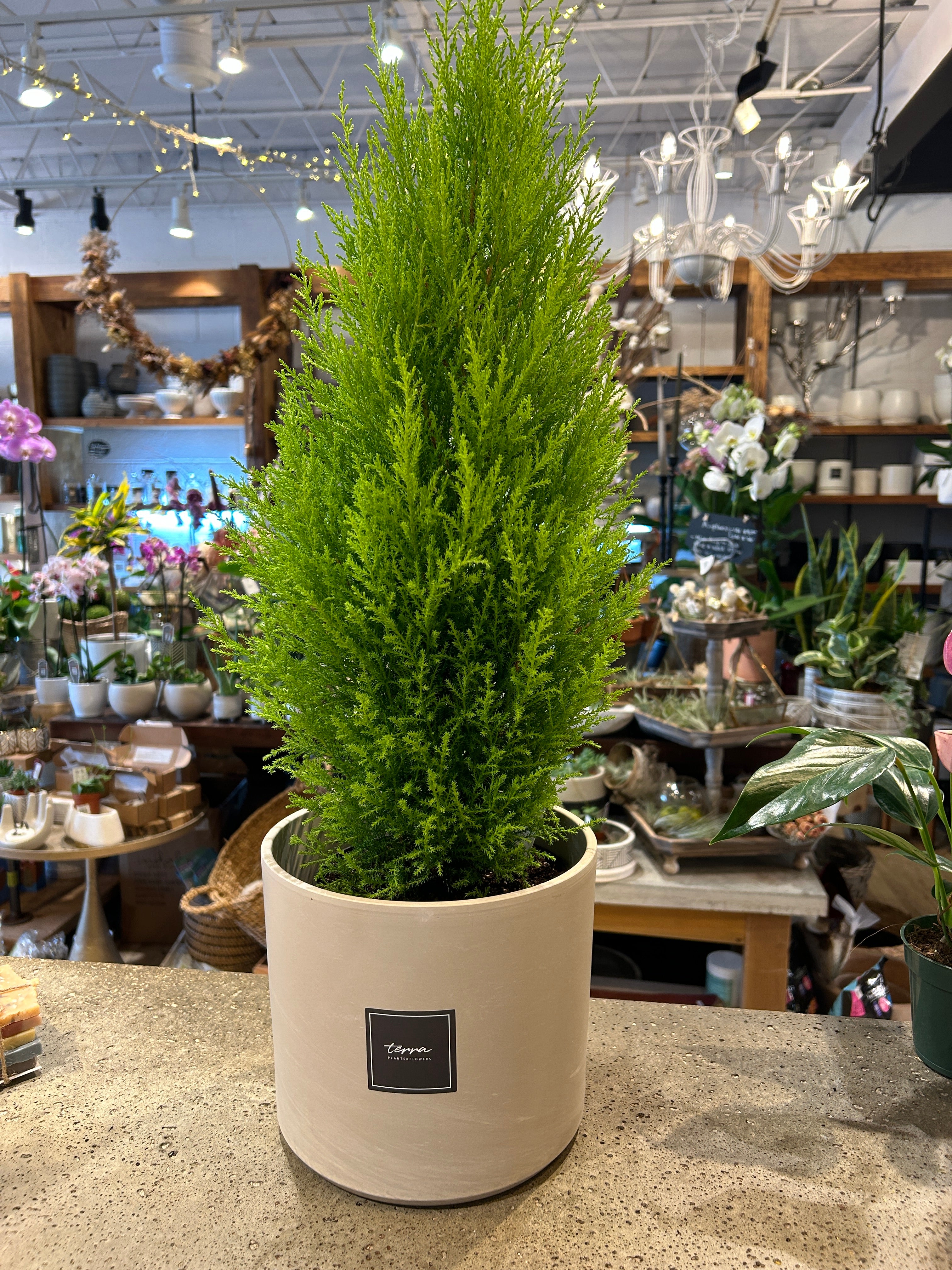 Lemon Cypress in Stone pot