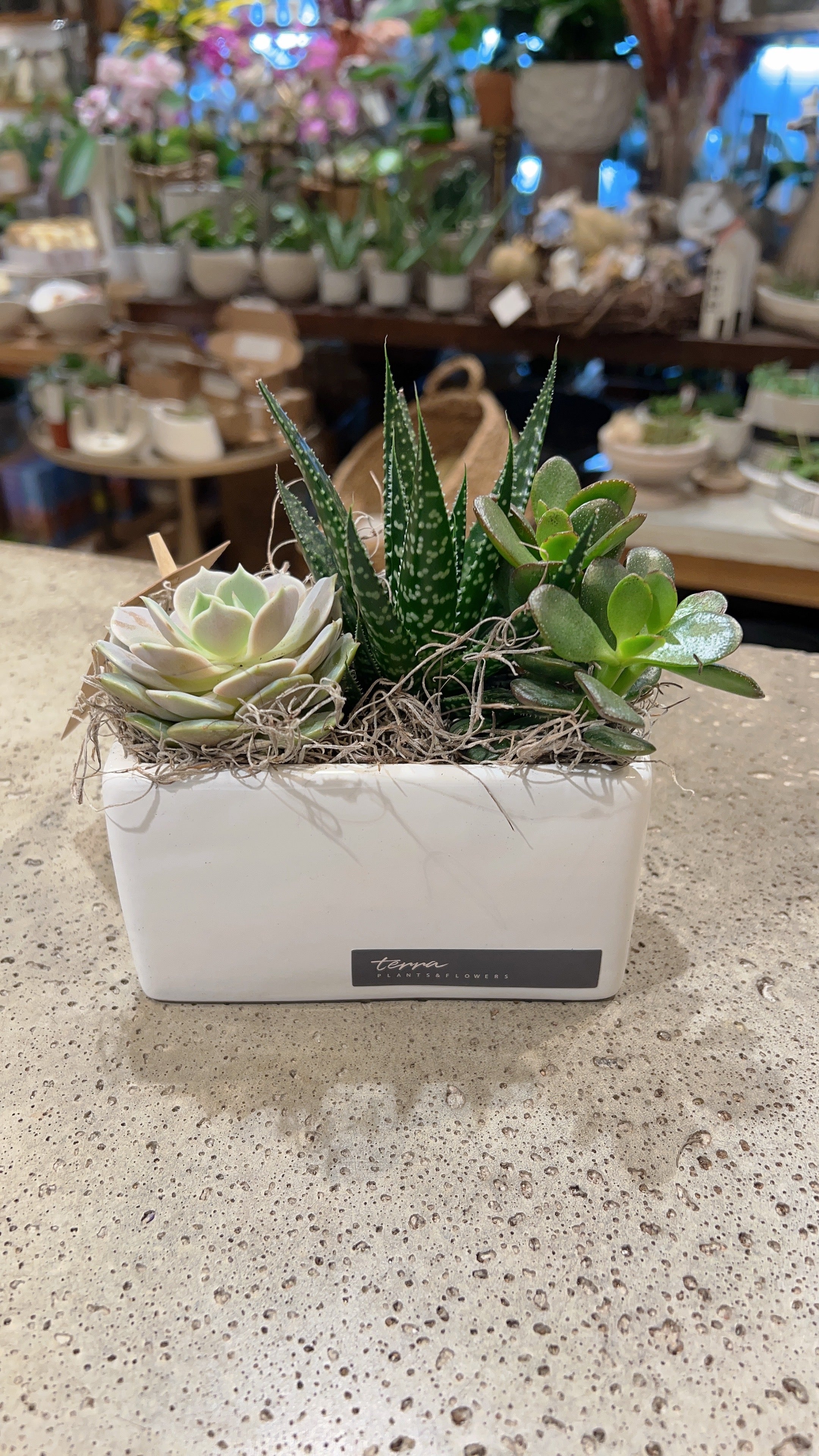 Small White Rectangle Succulent Planter