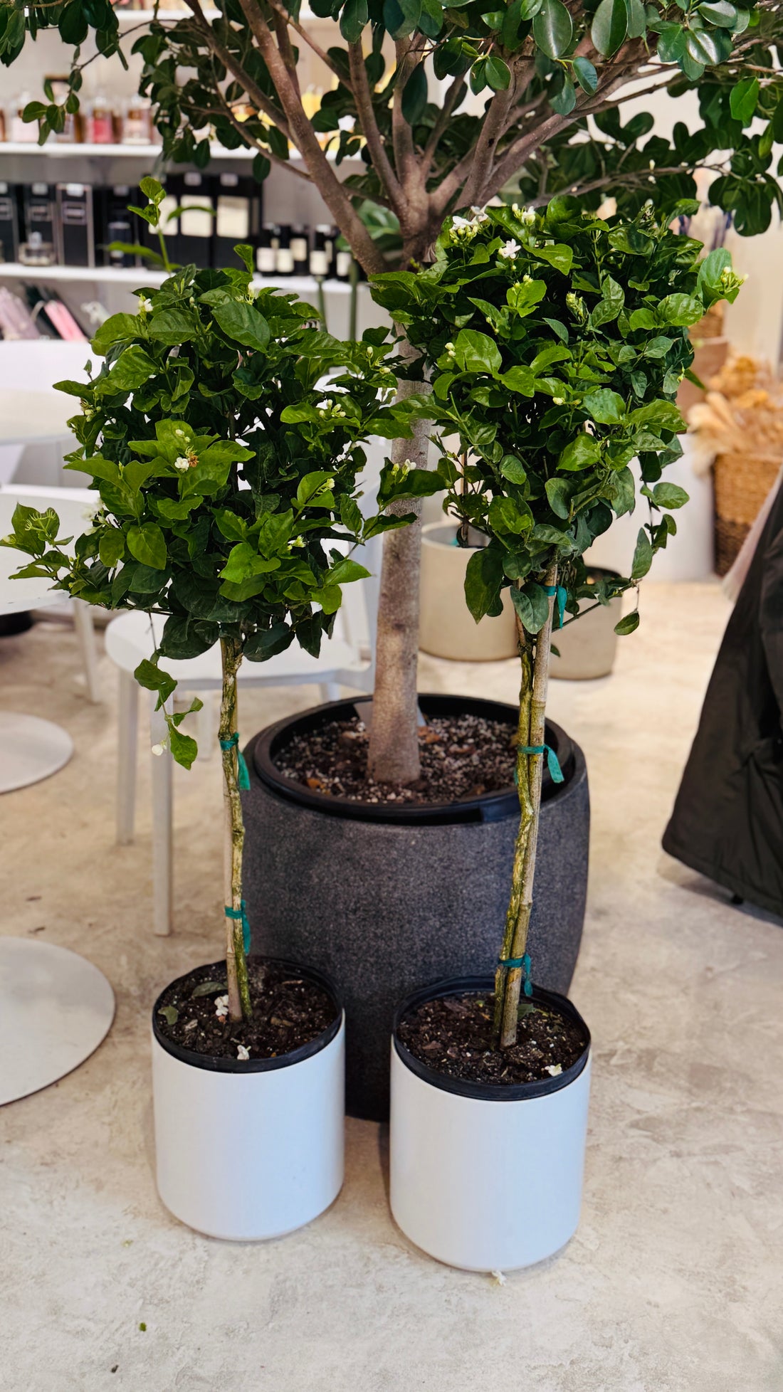 Jasmine Sambac 10" pot