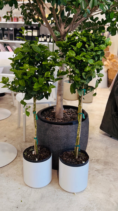 Jasmine Sambac 10" pot