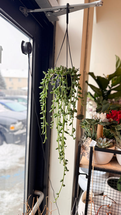 String of Watermelon