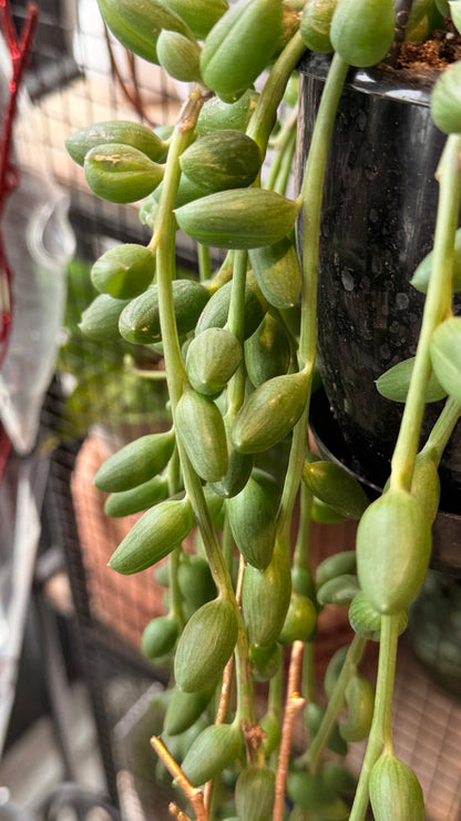 String of Watermelon