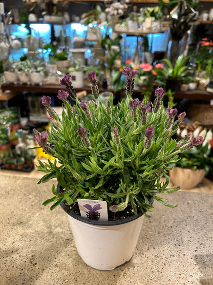 6-inch Flowering French Lavender