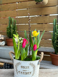 Spring Blooming pot