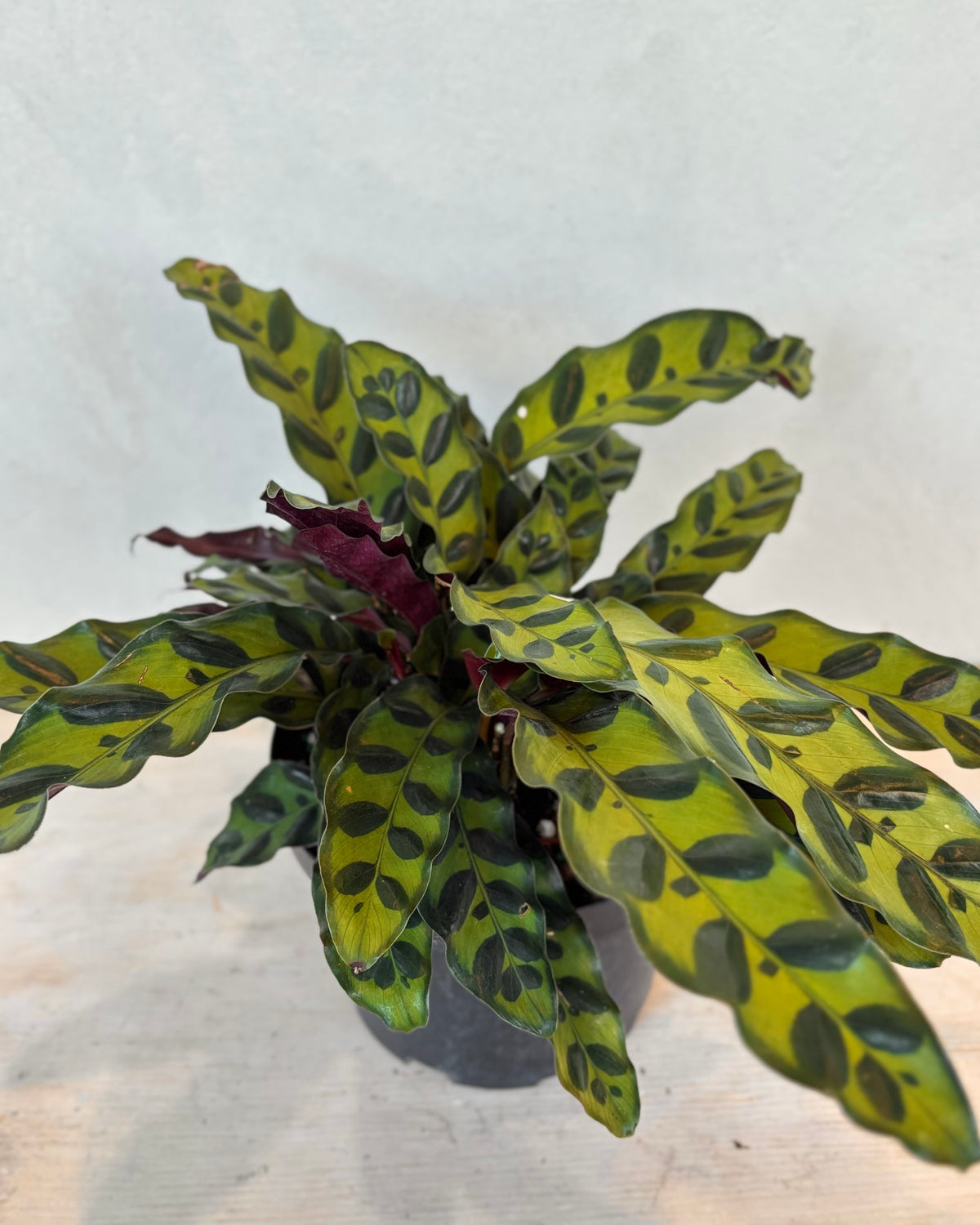 Calathea Assorted