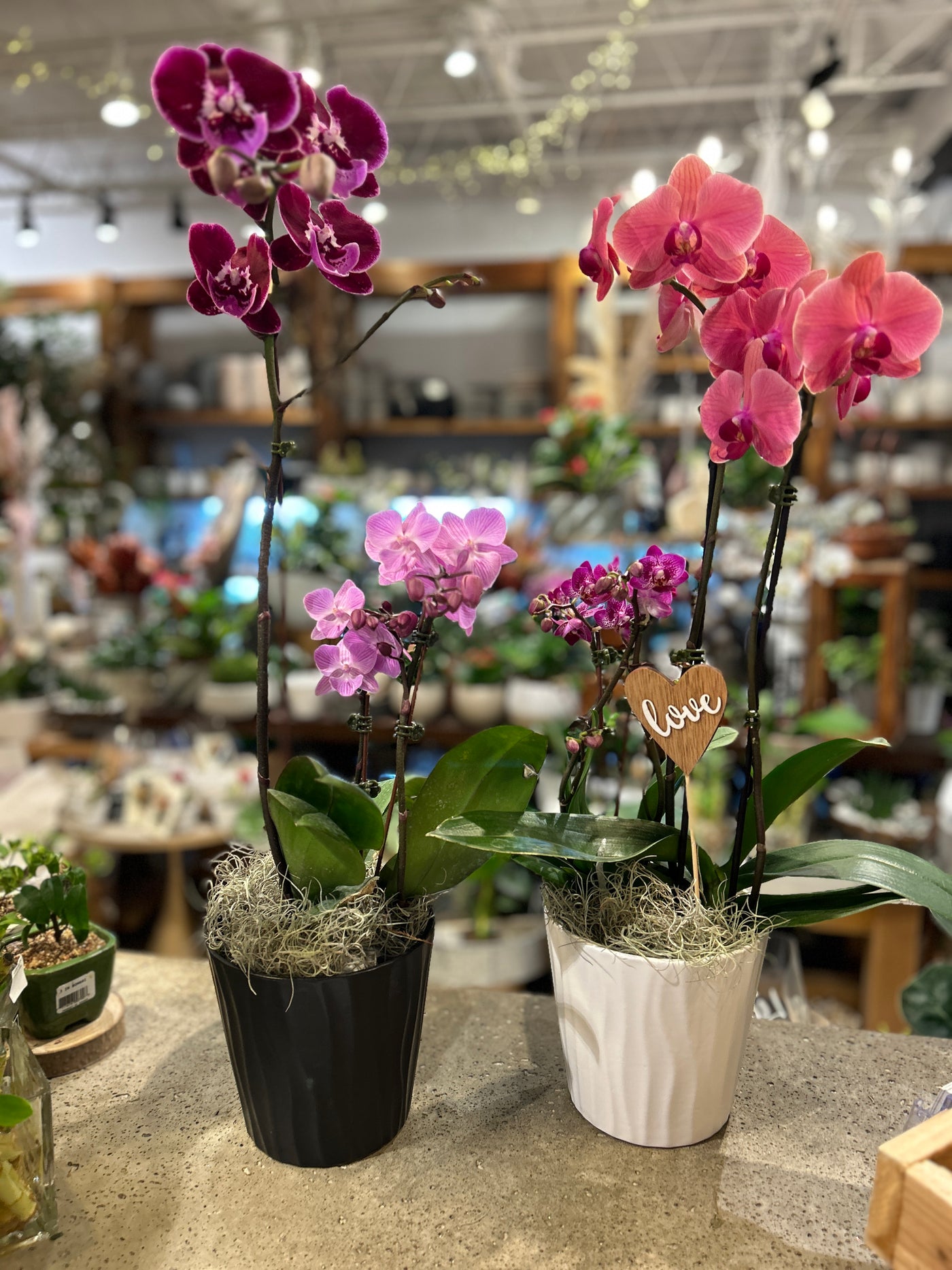 Phalaenopsis  Orchid Garden