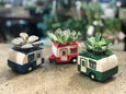Succulent in Camping Car
