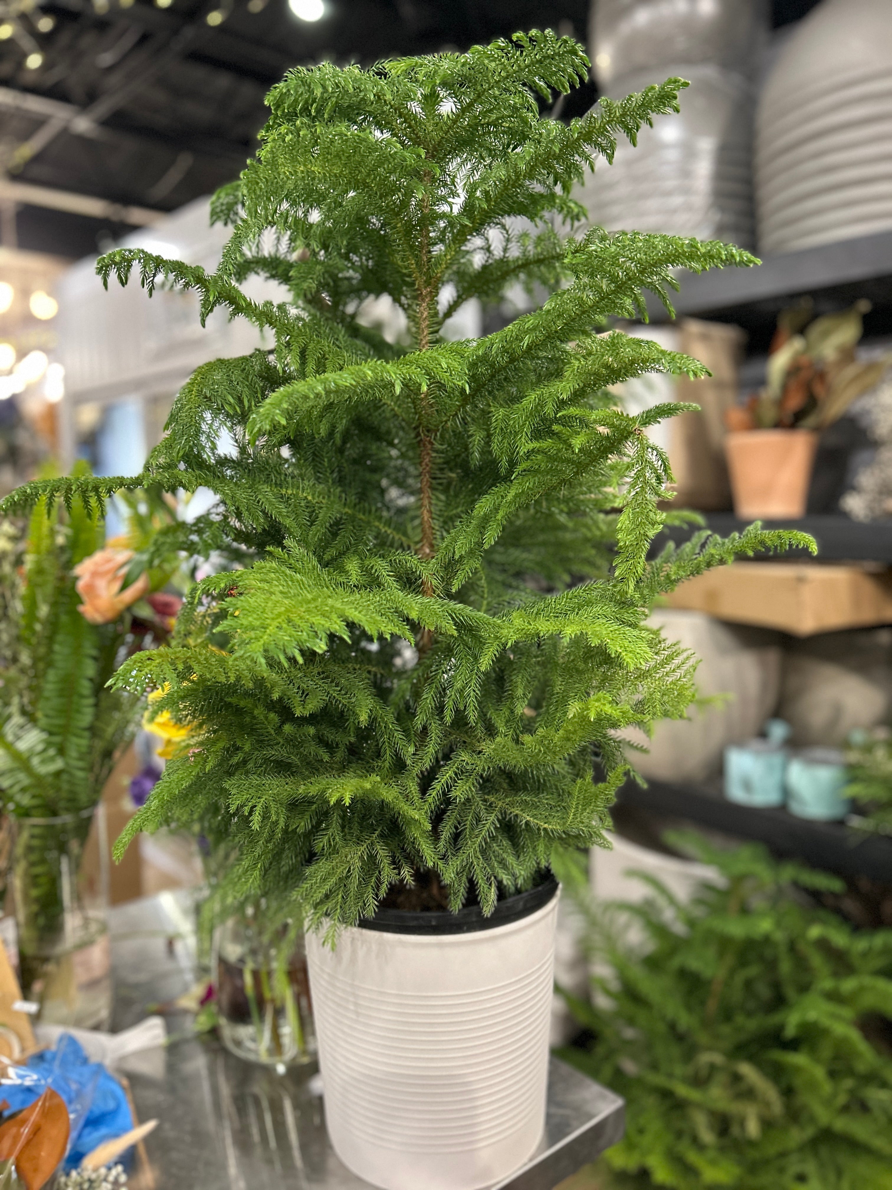 10&quot; Norfolk Island pine in Deco cover pot