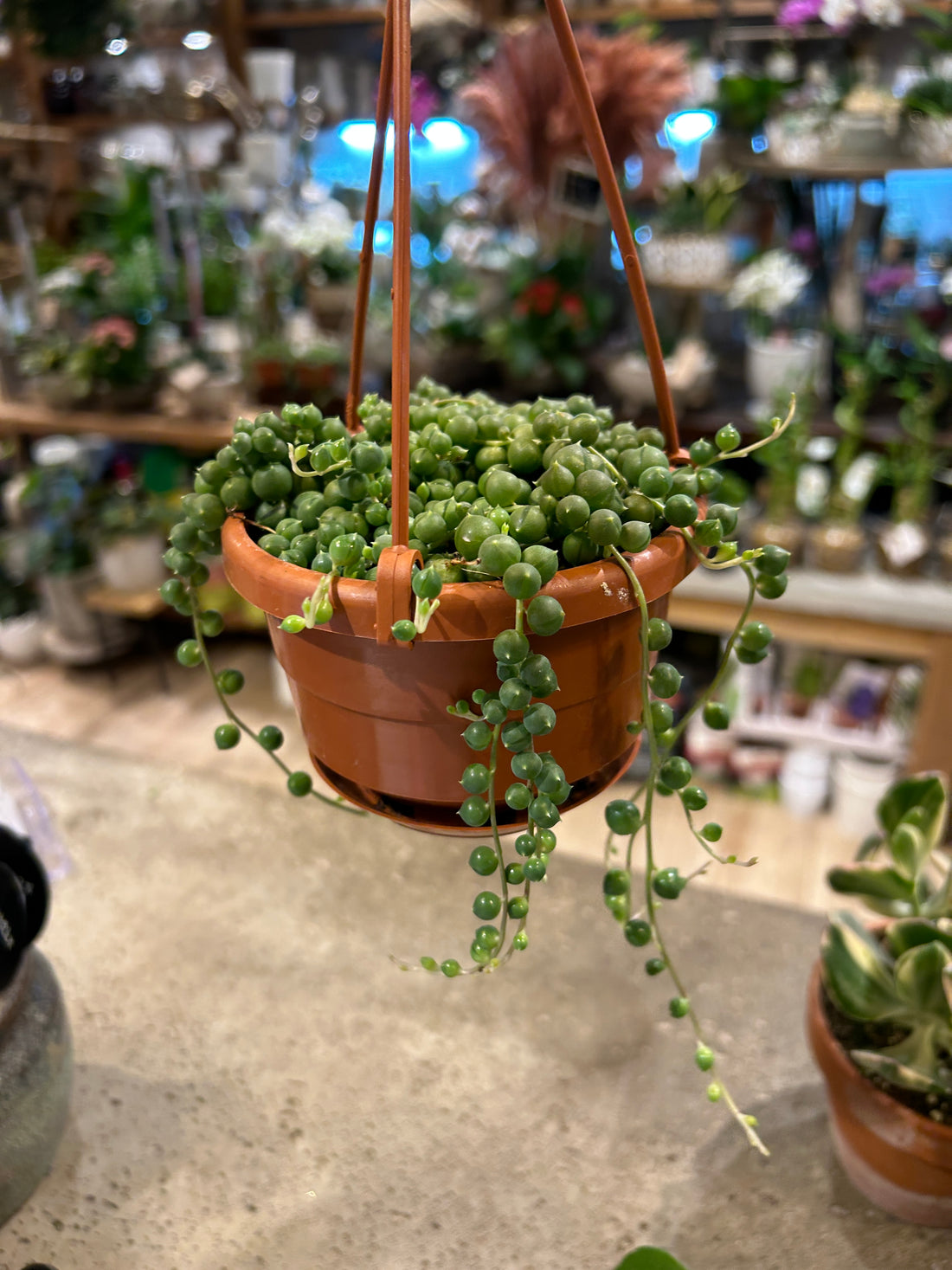 String of Pearls
