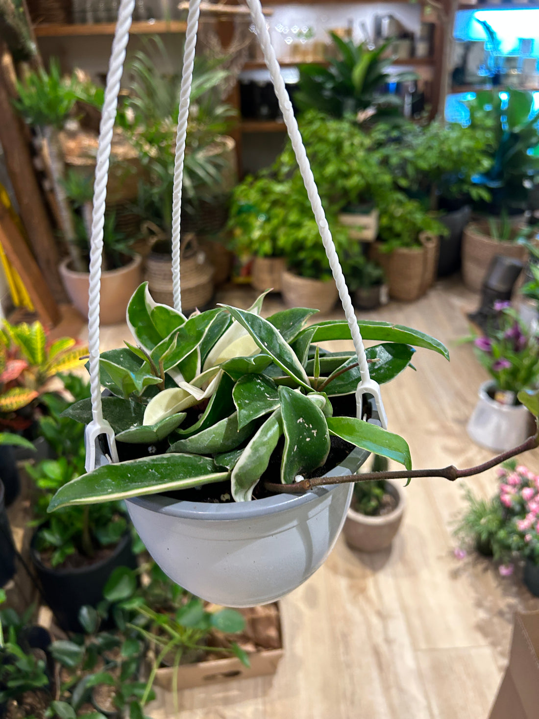Hoya Carnosa 6"