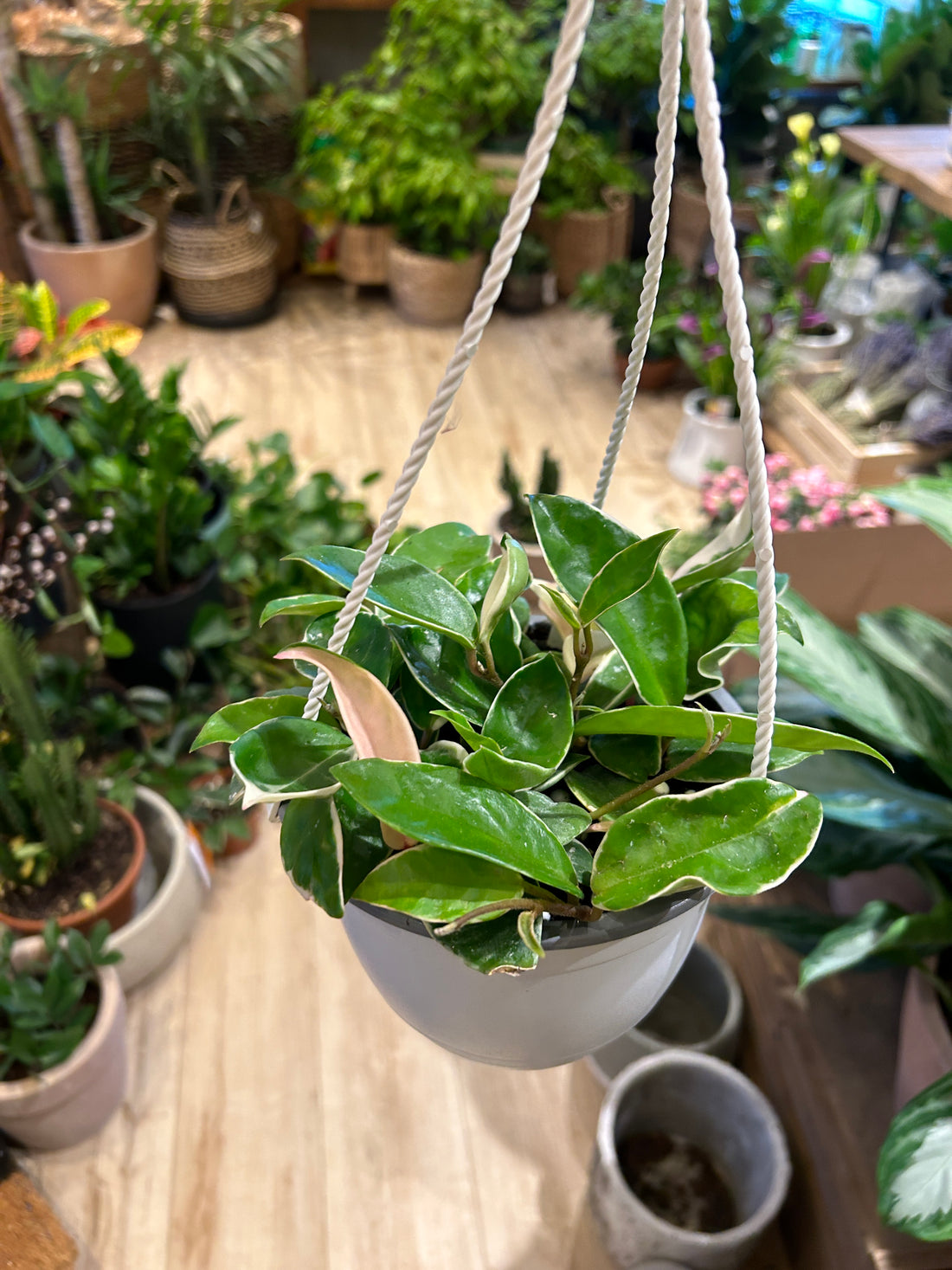 Hoya Carnosa 6"