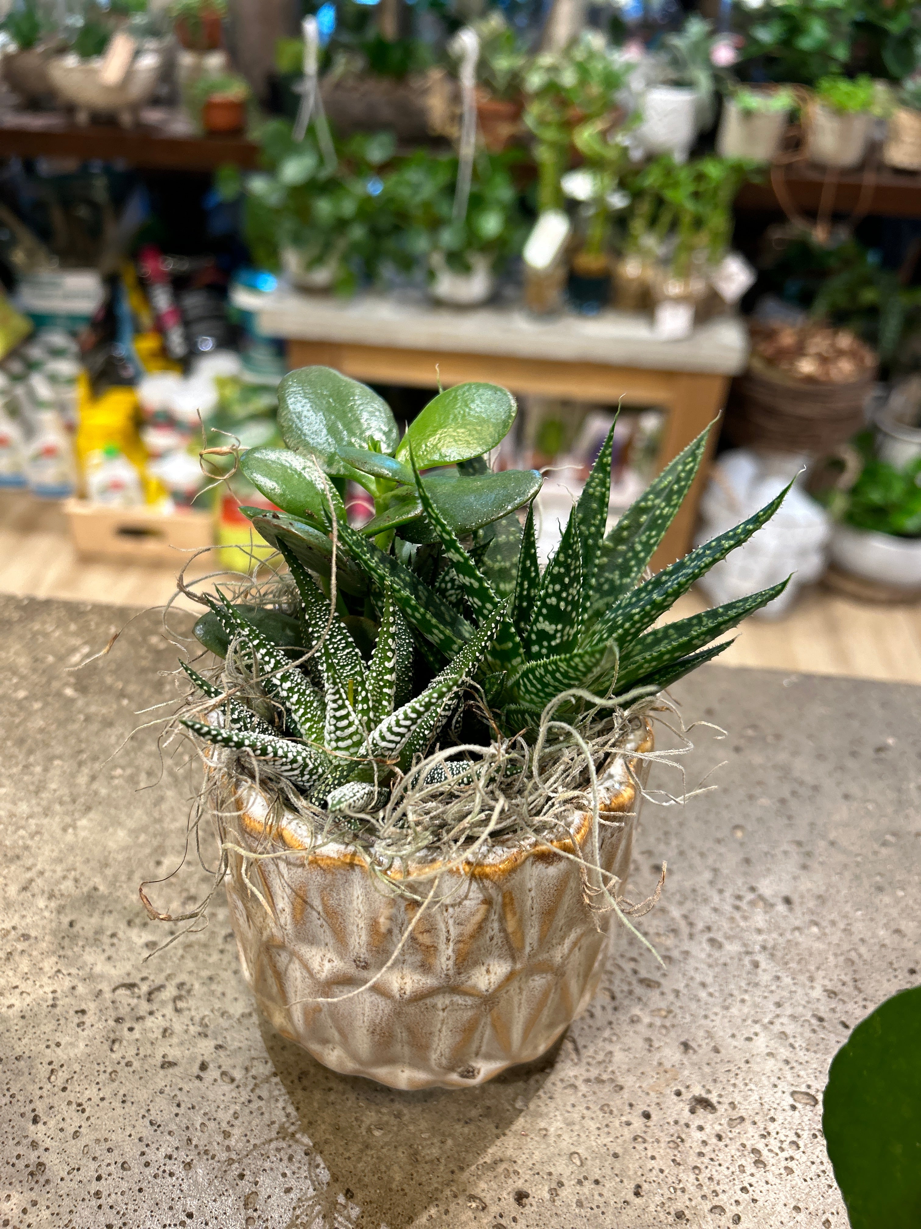 Small White Pedestal Succulent Planter