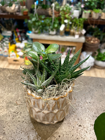 Small White Pedestal Succulent Planter