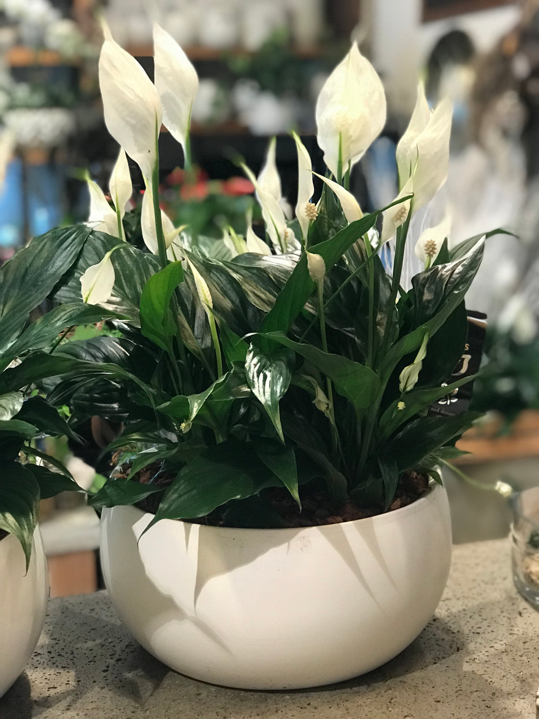 XL Peace lily bowl