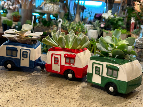 Succulent in Camping Car