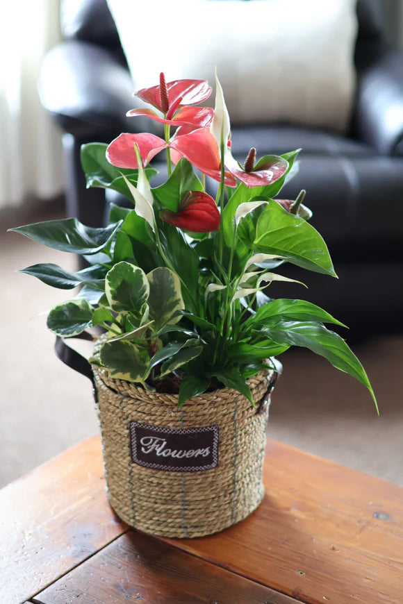 Anthurium Mix Flowers Wicker