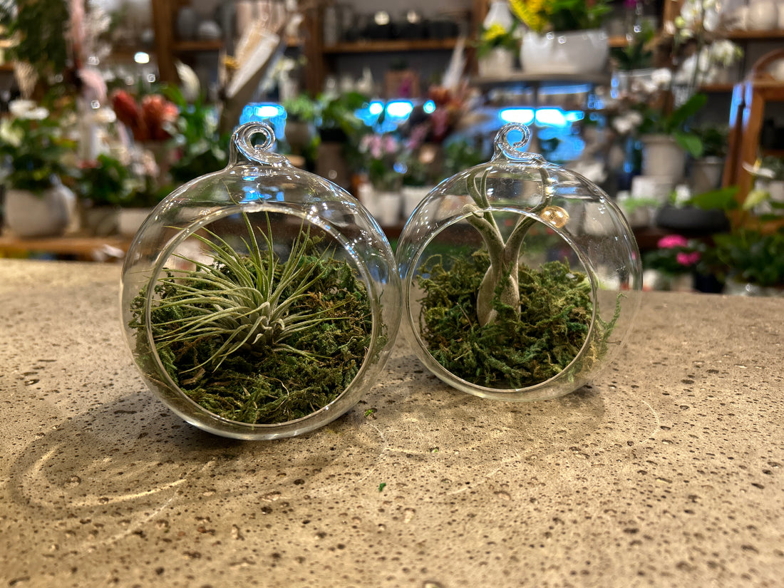 Tillandsia In Luna Orb Terrarium