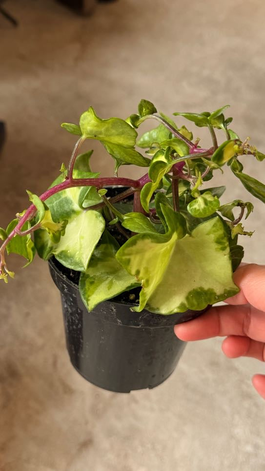 Ivy Wax Variegated