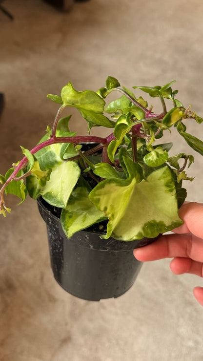 Ivy Wax Variegated