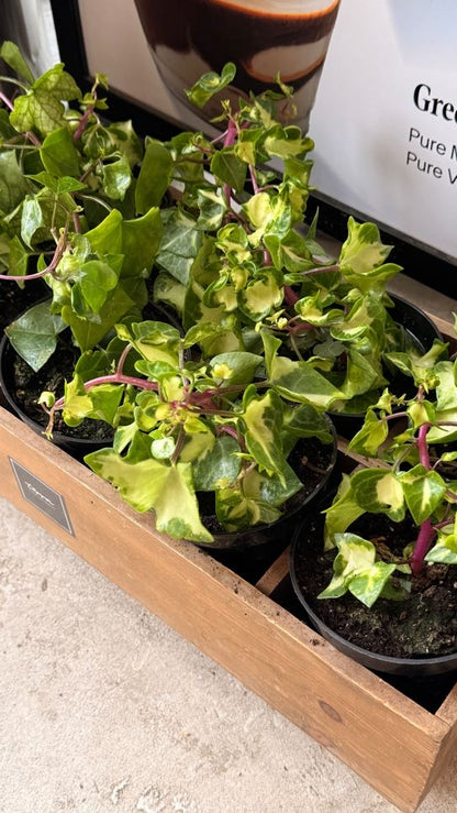 Ivy Wax Variegated