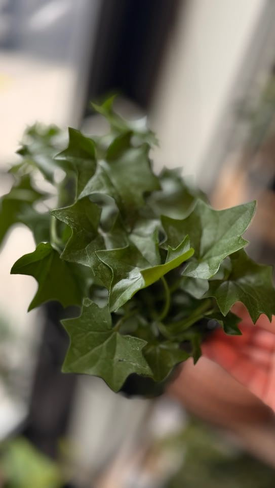 Ivy German Green
