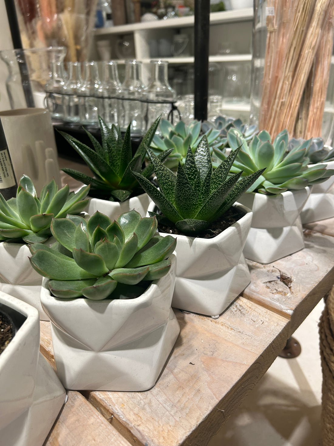 3.5&quot; Succulents In Geometric Ceramic