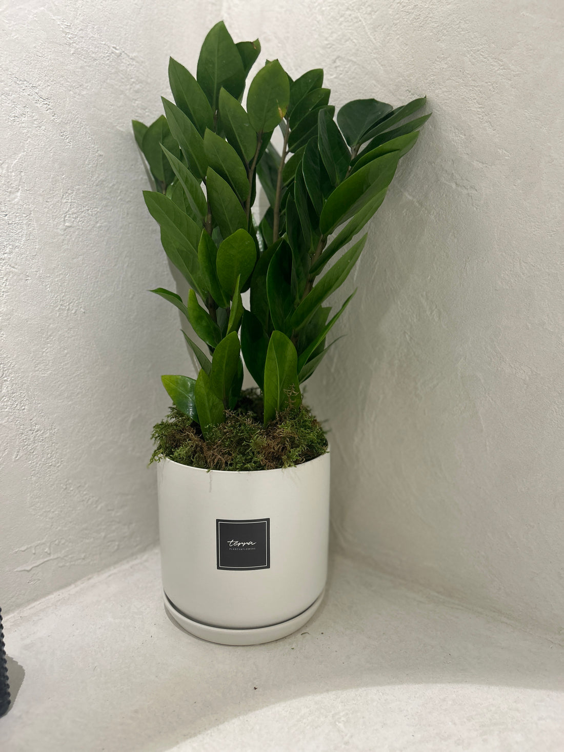 ZZ Plant (Zamioculcas Zamifolia)