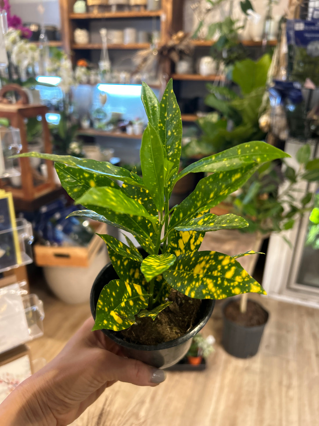 4" Croton Golden Dust