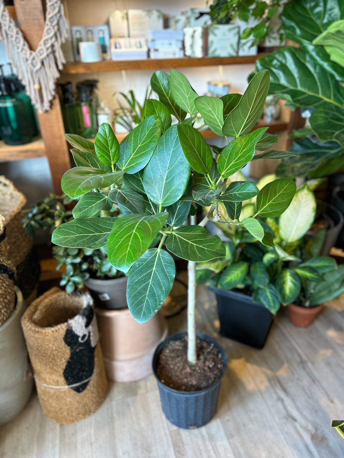 10" Ficus Audrey