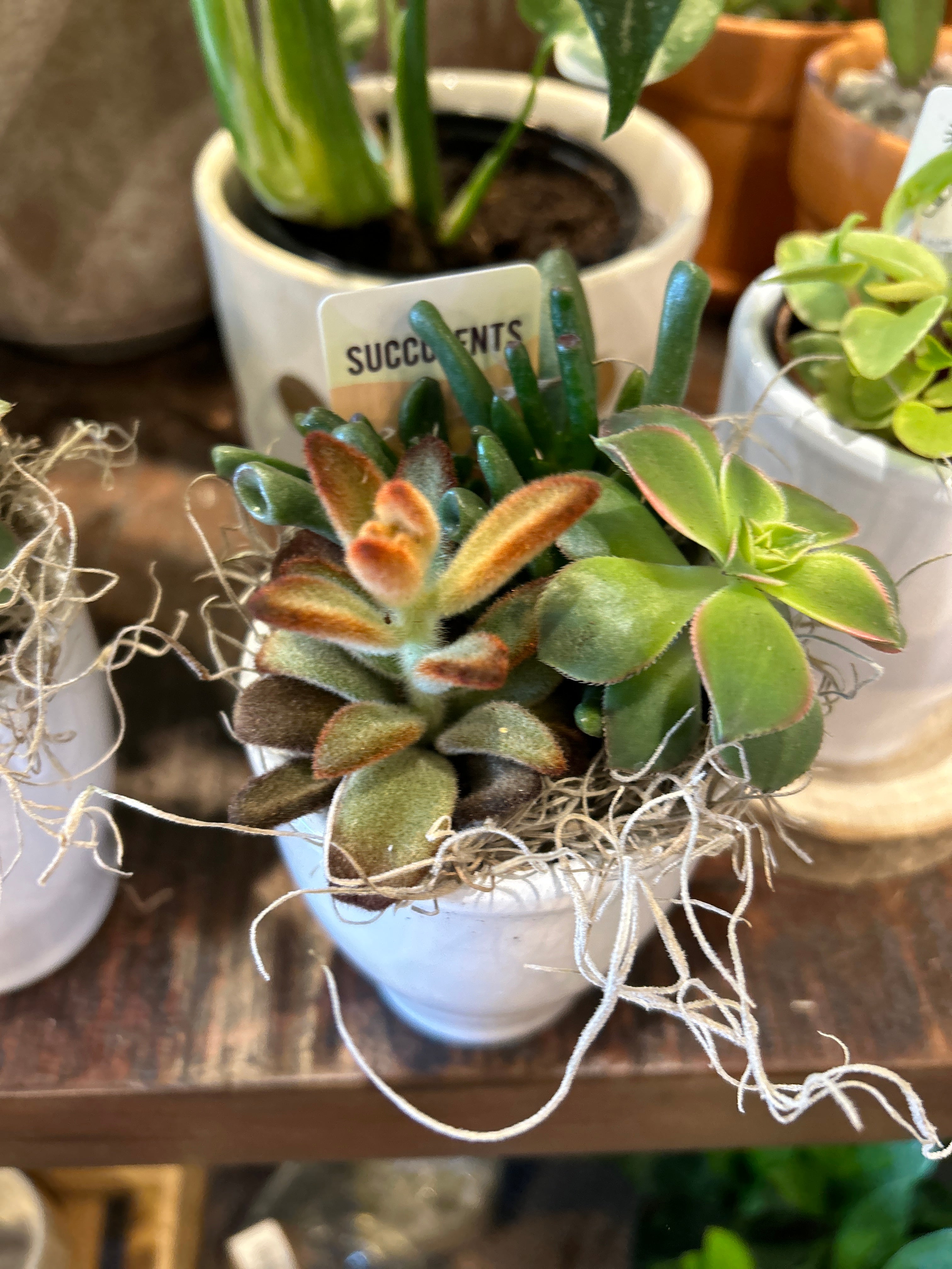 Small Succulent Planter