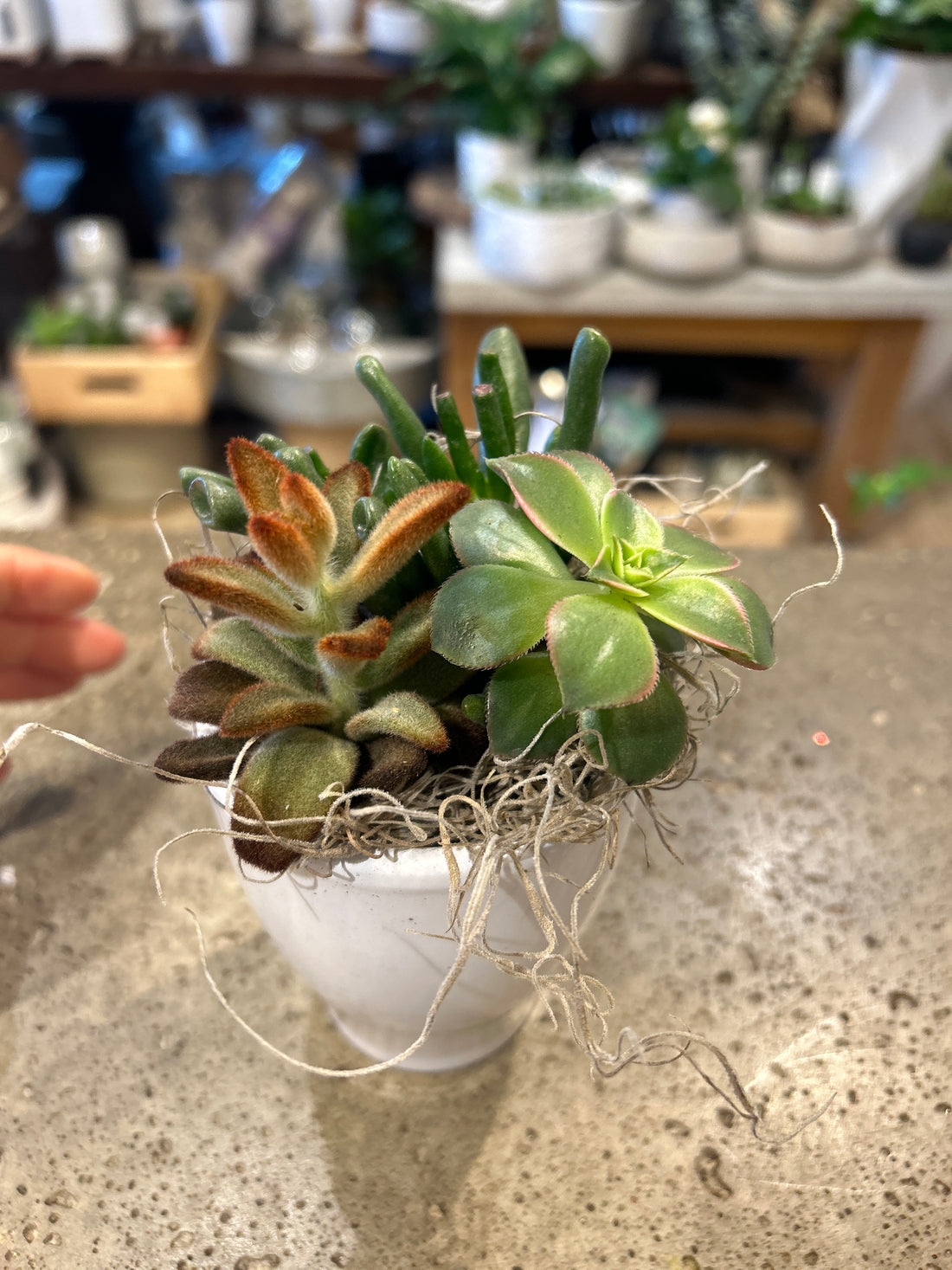 Small Succulent Planter