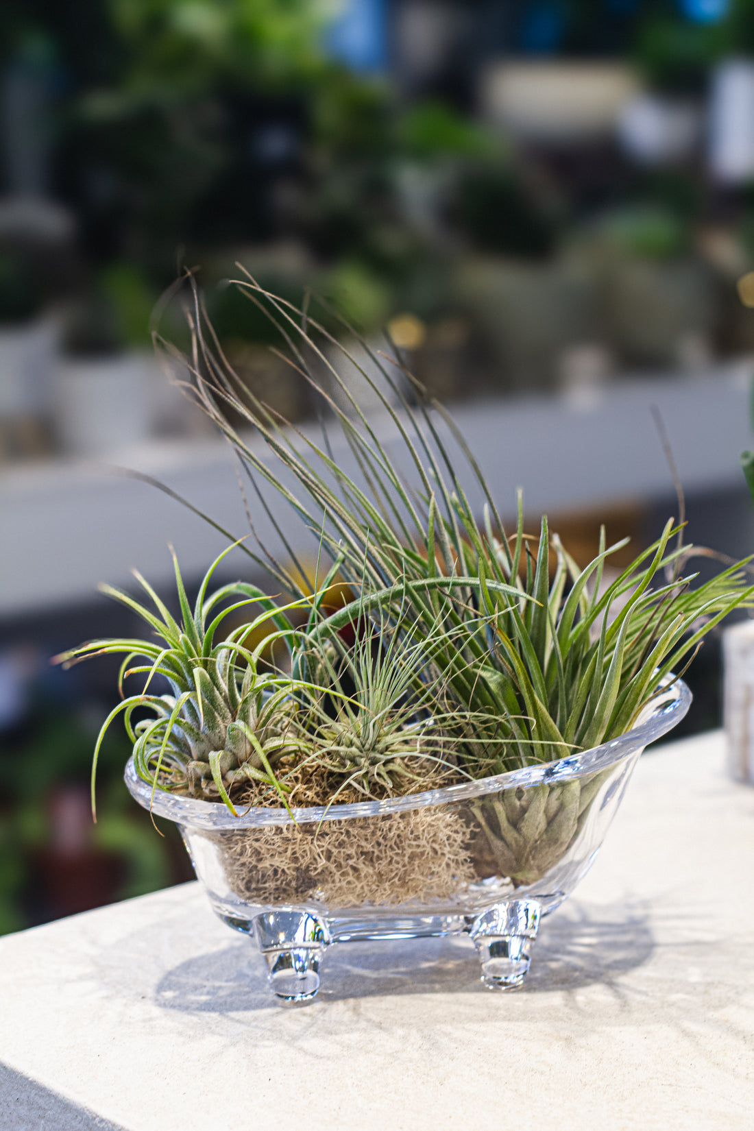 Ariplants