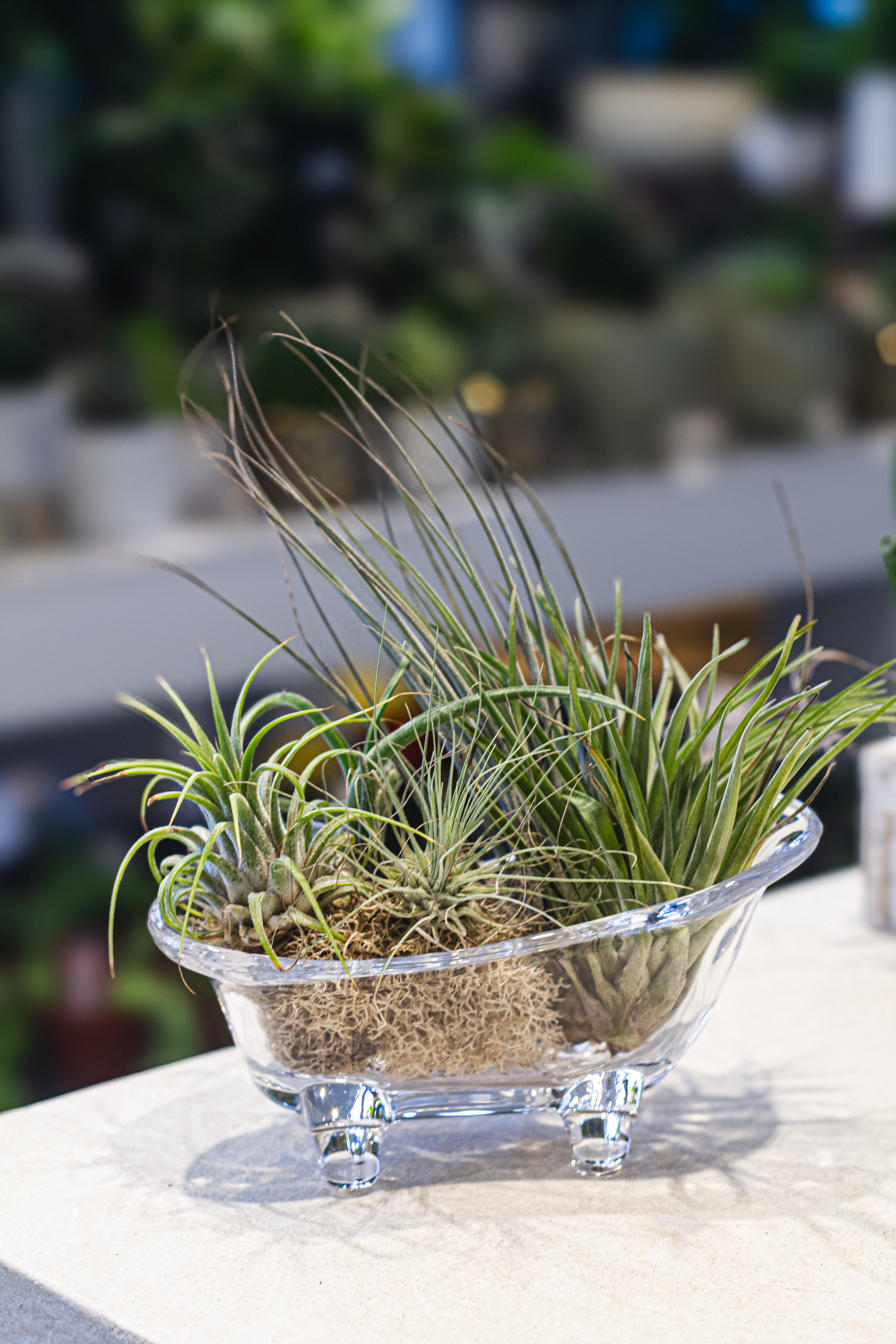 Ariplants