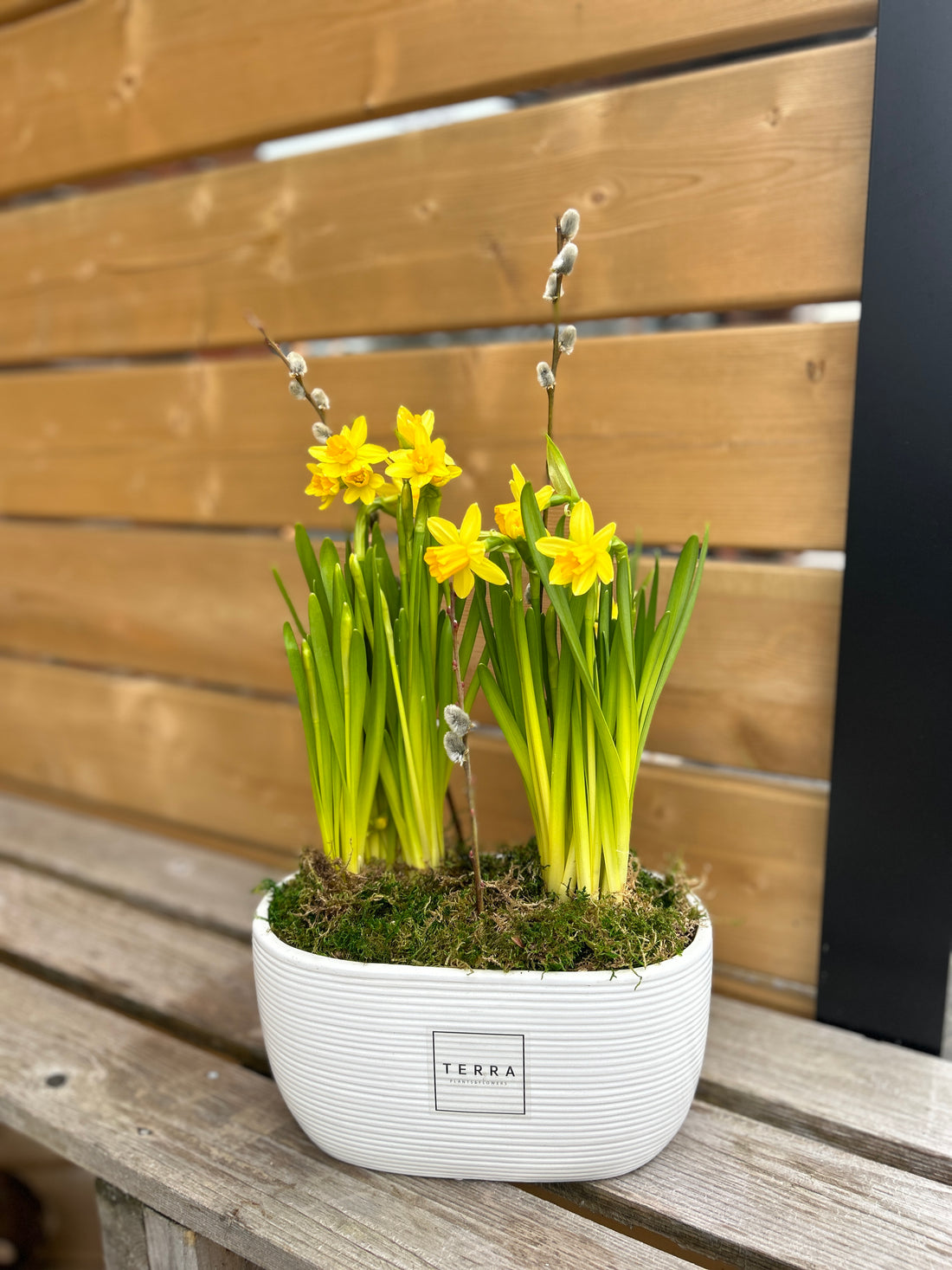 Daffodil Oval Bulbs