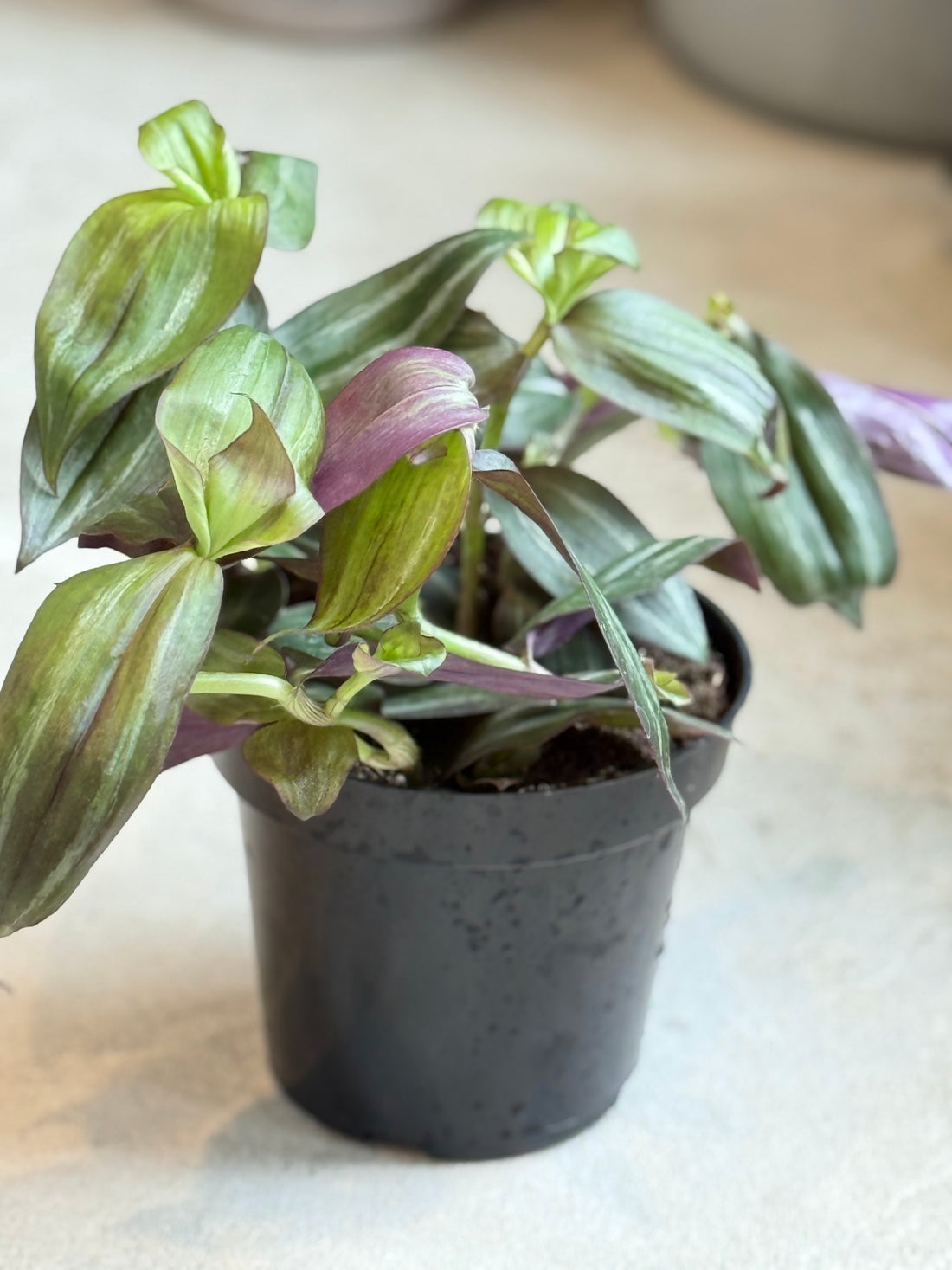 Tradescantia Quad Color