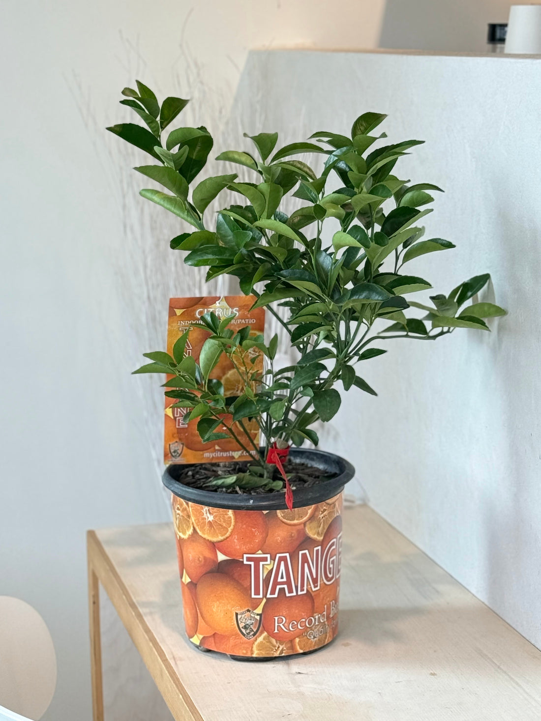 1 GAL Tangerine