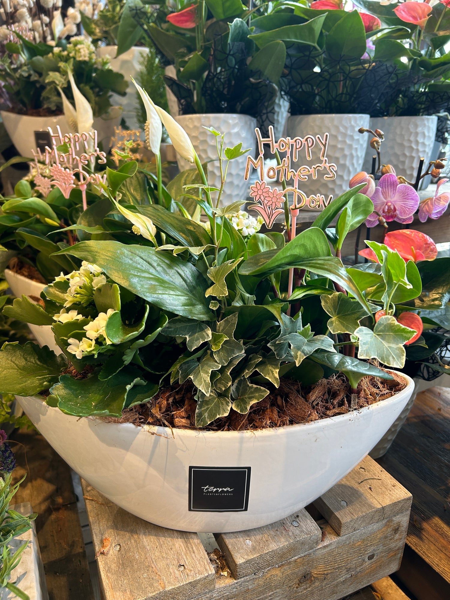 Oval Peace Lily Planter