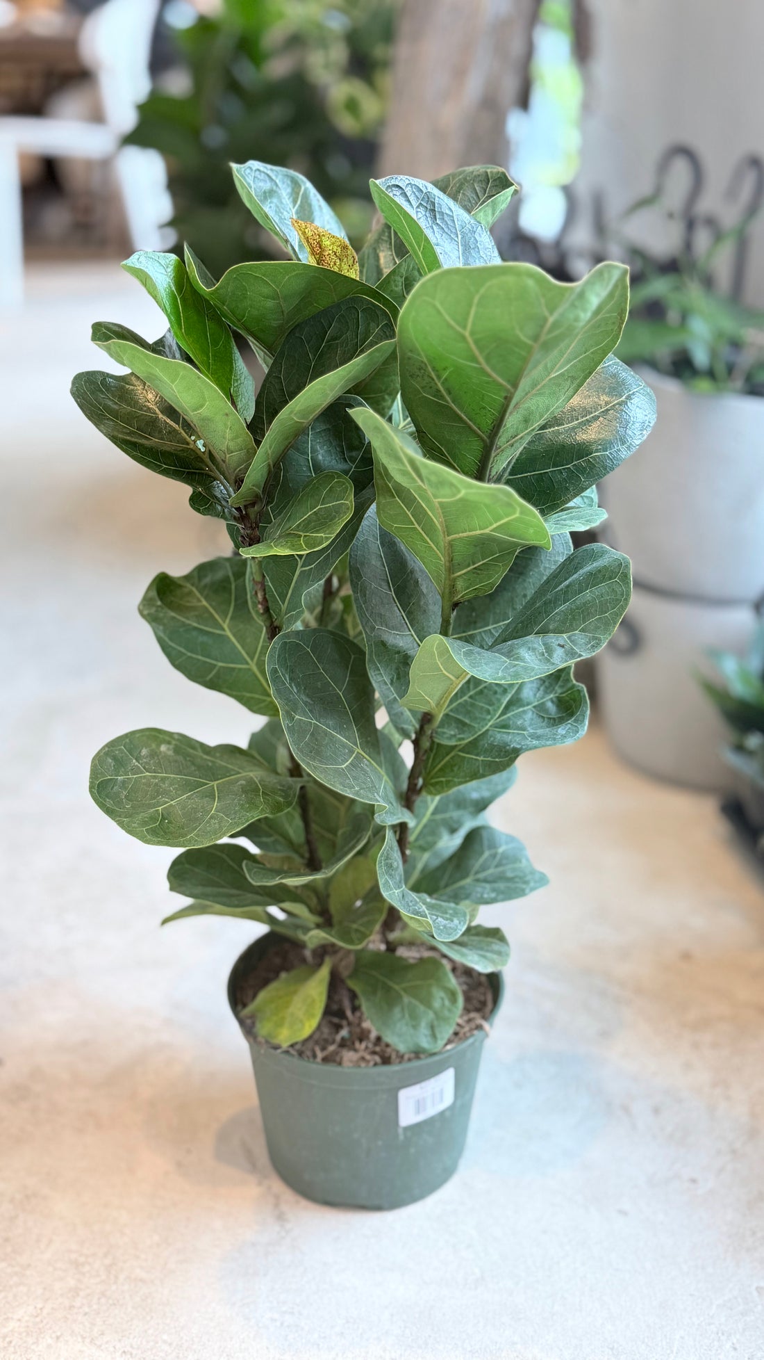 10&quot; Ficus Bambino Bush