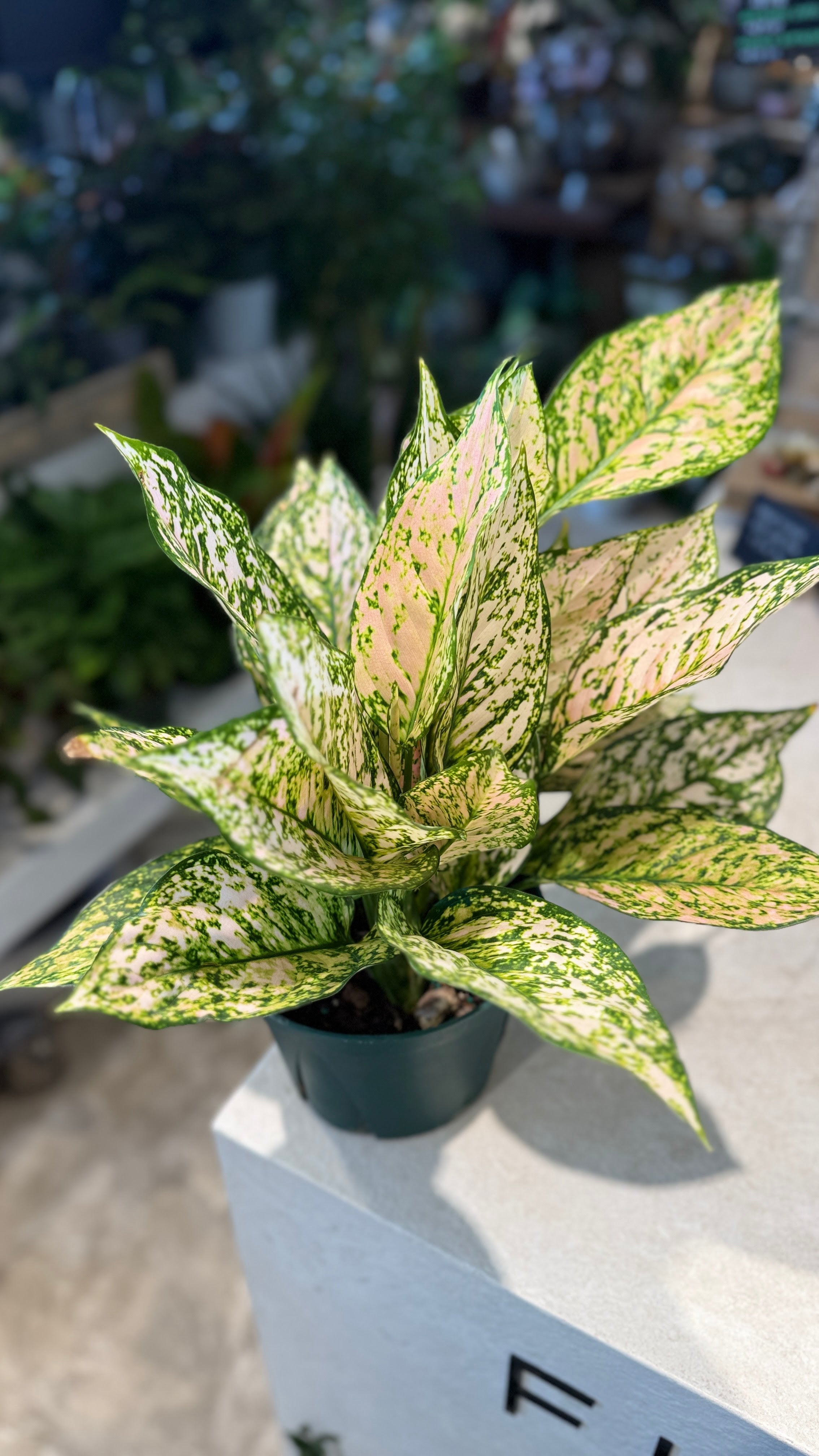 Aglonema Pink Princess